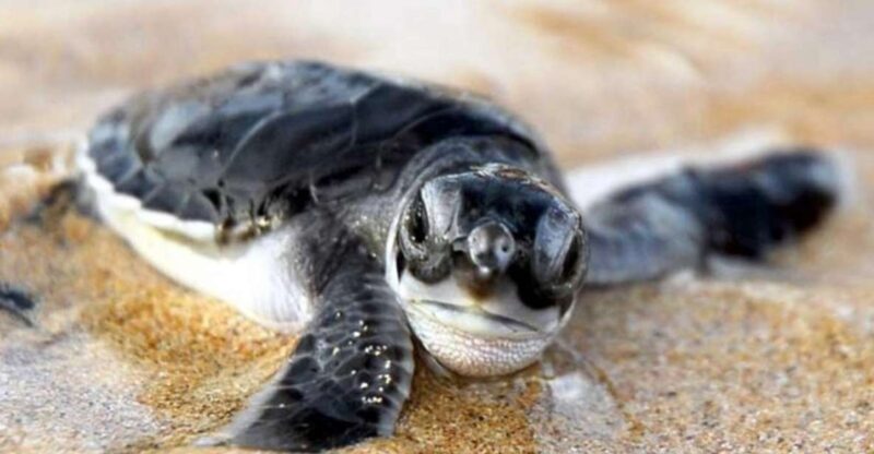 Kosgoda: Turtle Hatchery & Short South Coast Trip - Itinerary Highlights