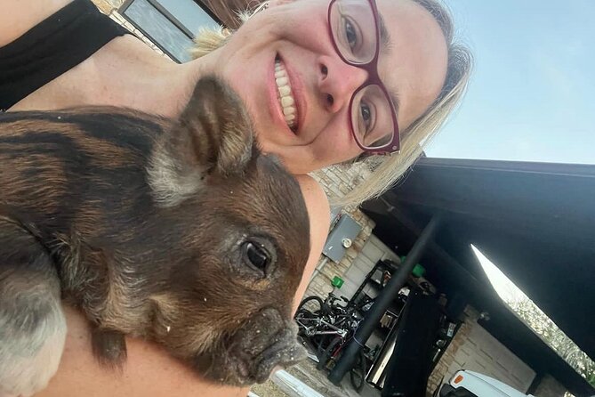 KuneKune Pig Farm Tour - Guided Tour of the Farm