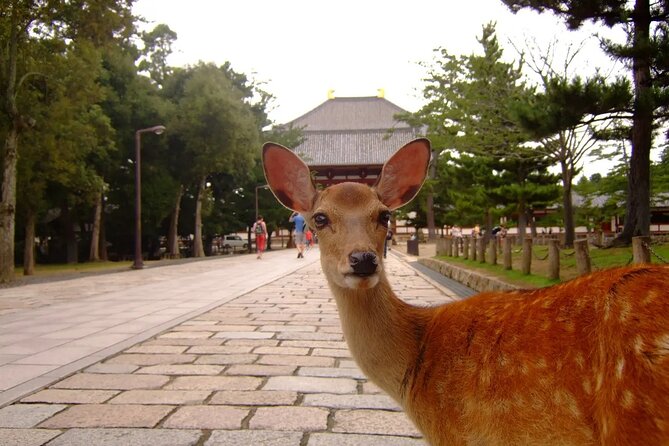 Kyoto and Nara Park One Day Tour With Lunch From Osaka/Kyoto - Exploring Todaiji Temple
