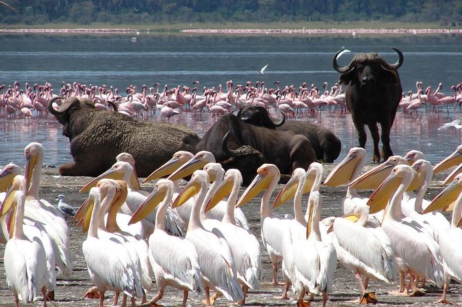 Lake Nakuru National Park: Day Trip From Nairobi - Tour Inclusions and Pricing