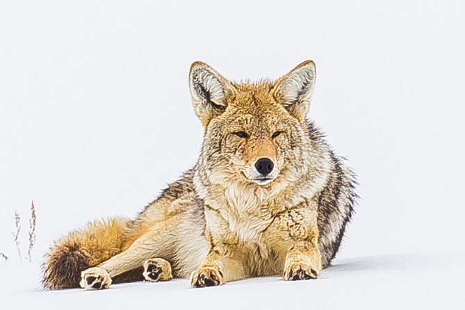 Lamar Valley: Winter Wildlife Safari + Lunch | Bozeman | PRIVATE - Pickup and Meeting Information