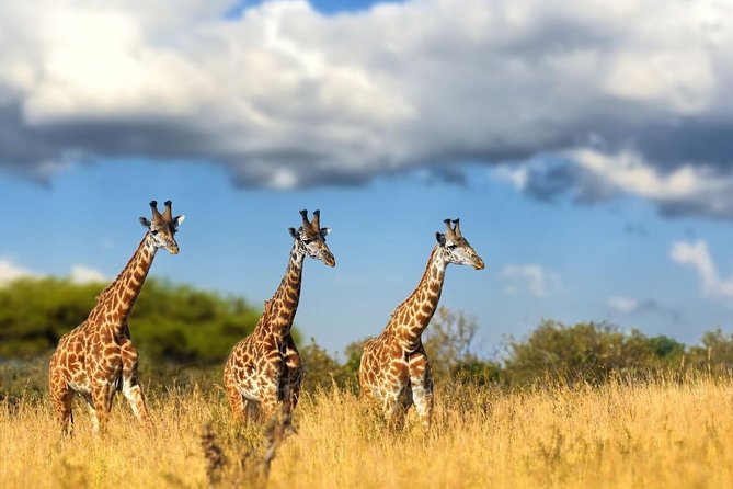 Lesedi Cultural Village and Lion Park Day Tour From Johannesburg - Experience at Lion Park