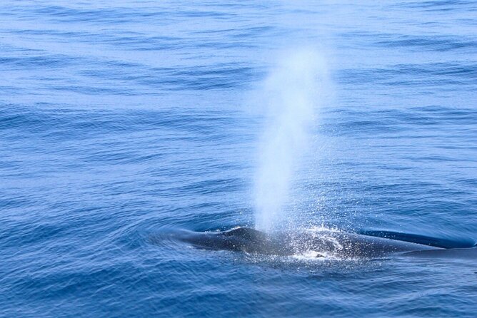 [Limited Time] From Onna Village (Maeda Fishing Port)! Whale Watching｜Completely Reserved Boat Charter Plan (4 Hour Course) - Pricing and Booking Information