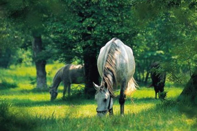 Lipica Stud Farm and Skocjan Caves Half Day Trip From Ljubljana - Transportation and Pickup Details