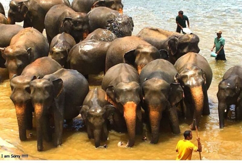 Magical Journey to Kandy & Pinnawala From Bentota/ Kalutara - Transportation and Pickup Details