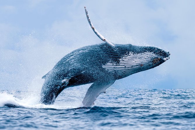 Malolo Whale Watch Cruise Review - Amenities and Features of the Vessel