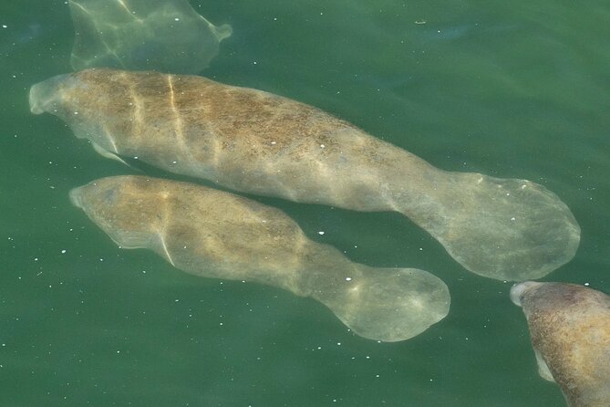Manatee Discovery Anna Maria Island - Discovering the Local Ecosystem