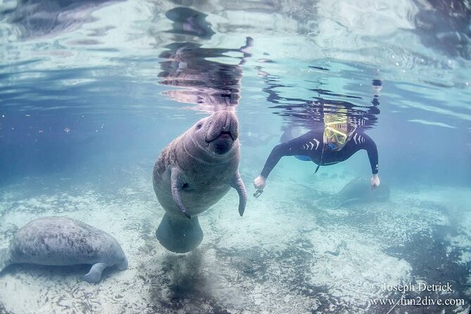 Manatee Snorkel Tour - Small Group - Highlights of the Experience