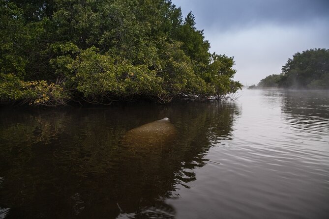 Manatees, Grasslands and Mangroves Kayak Tour (Small Group Tour) - Meeting and Pickup