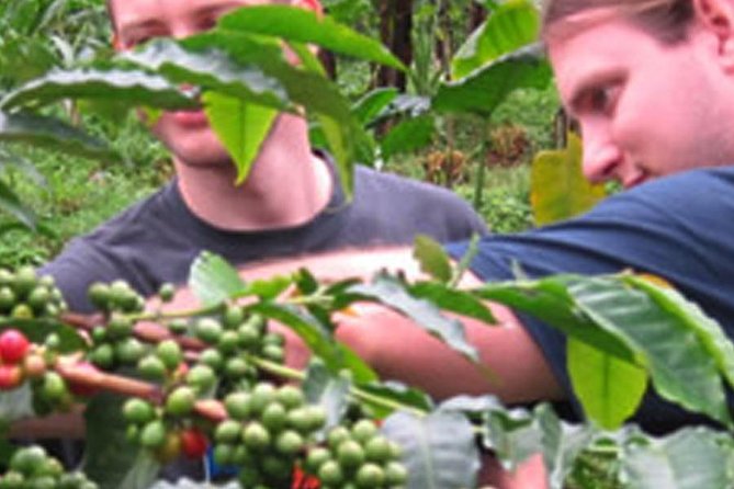 Materuni Waterfall and Coffee Tour - Itinerary Highlights