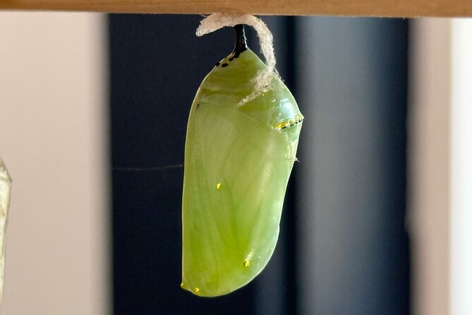 Maui Butterfly Garden - Visitor Experiences and Feedback