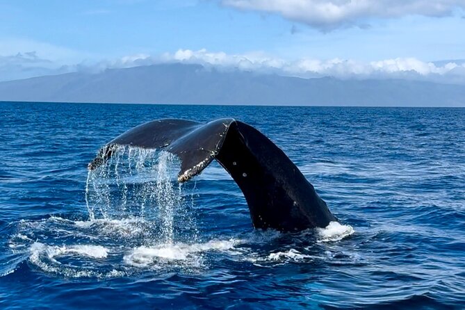 Maui Mid Day Magic Whale Watch - Booking Information