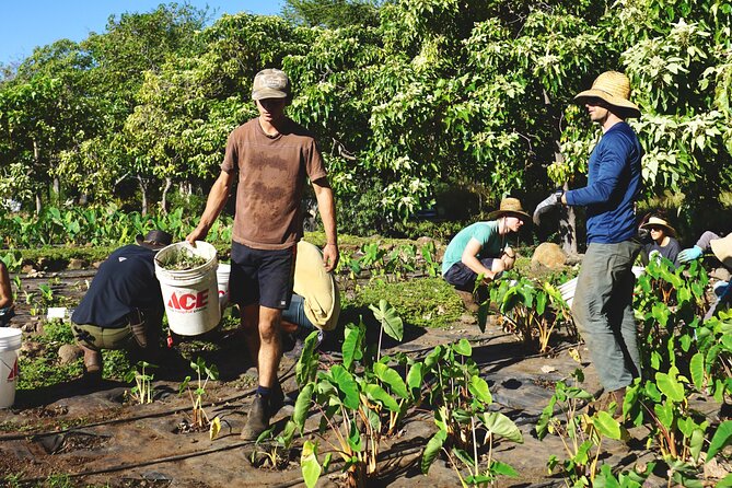 Maui Native Reforestation Experience Review - Schedule and Timing