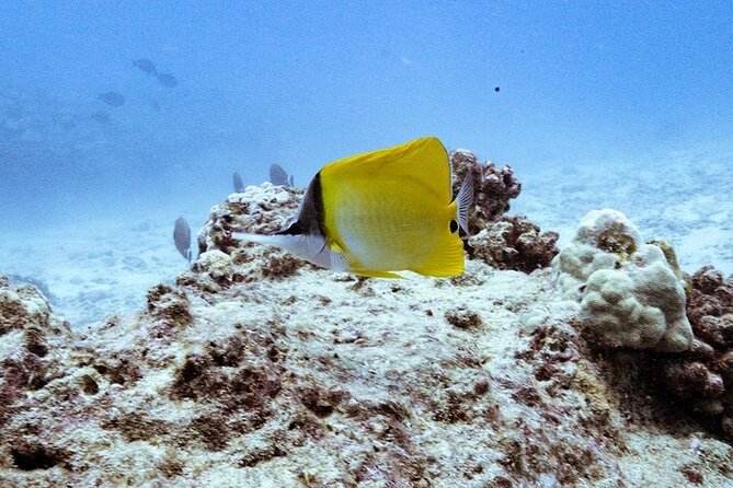 Mesmerizing Private SCUBA Diving Charter Review - Encountering Marine Wildlife