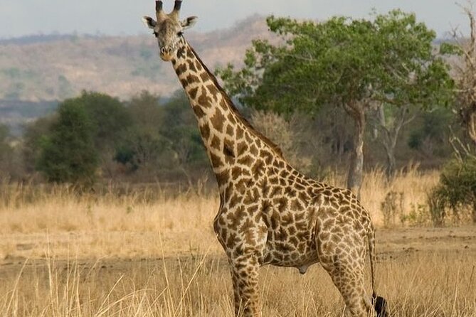 Mikumi National Park 3 Day Tour - Participant Guidelines