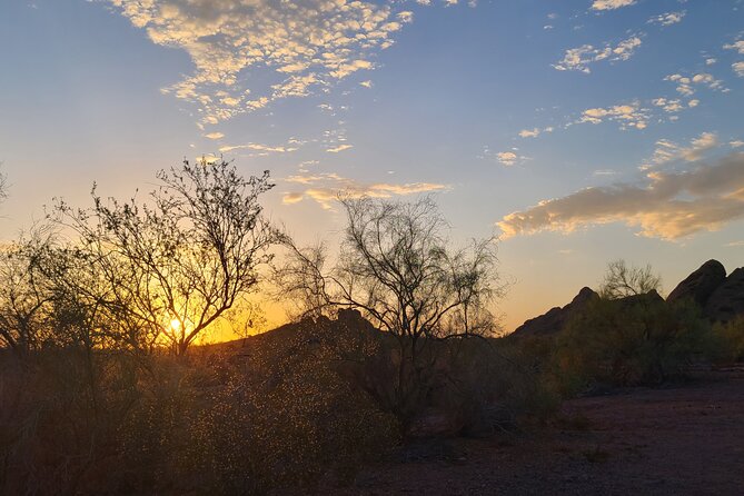 Mindful Journey: a Guided Morning Walk Through the Sonoran Desert - Discovering Local Plant Life
