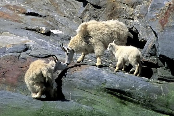 Misty Fjords Expedition - 6 Passenger Boat - Meeting and Pickup