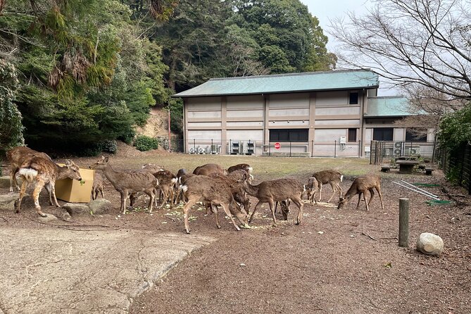 Miyajima Island Tour With Certified Local Guide - Inclusions and Exclusions