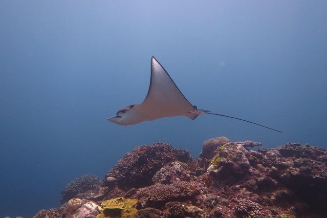 [Miyakojima, Diving Experience] Completely Charter Than 2 People Sea Turtle and Shark Sometimes Madaratobiei! Skin Diving at Deeper Points - Included Amenities and Fees