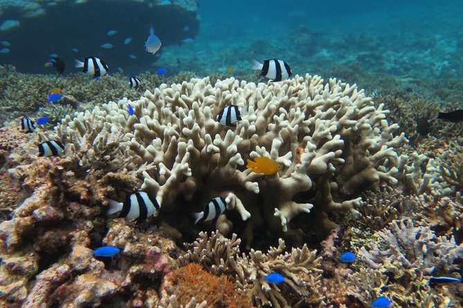 [Miyakojima Snorkel] Private Tour From 2 People Enjoy From 3 Years Old! Enjoy Nemo, Coral and Miyako Blue - Inclusions