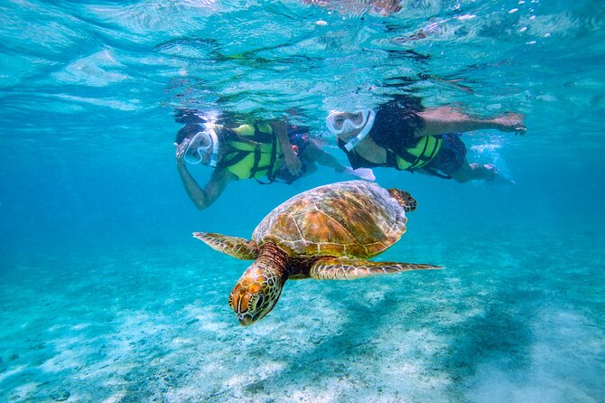 Miyakojima / Snorkel Tour to Swim With Sea Turtles - Inclusions