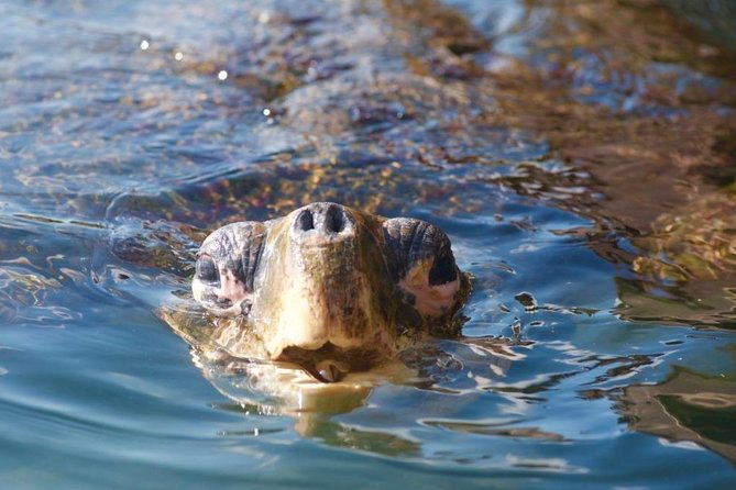 Miyazaki Snorkel Kayak Tour - Inclusions