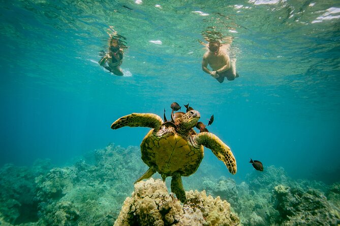 Molokini Snorkel & Whale Watching From Kihei - Location and Meeting Details