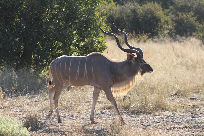 Moremi Game Reserve Day Trip - What to Expect on Your Trip