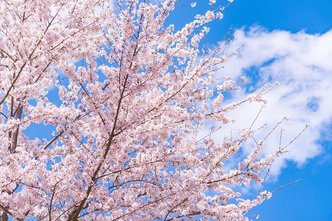 Mt. Fuji Cherry Blossom One Day Tour From Tokyo - Schedule and Availability