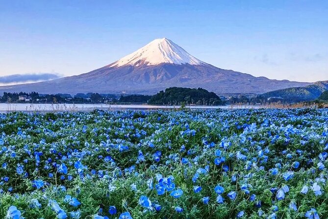 Mt Fuji Scenic Views and Lake Kawaguchi Floral Tour From Tokyo - Meeting and Pickup Information