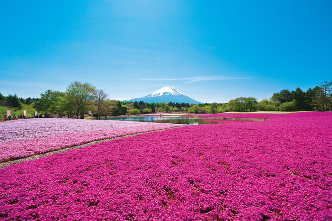 Mt. Fuji Shiba Sakura Festival and Hoto Noodle Making - Inclusions