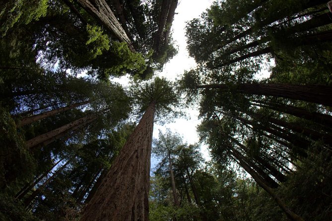Muir Woods and Sausalito Afternoon Tour Small-Group Half-Day - Itinerary Highlights