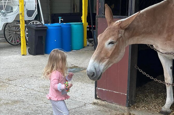 Mules in New Orleans Walking Tour - Discovering the Oldest Stable in New Orleans