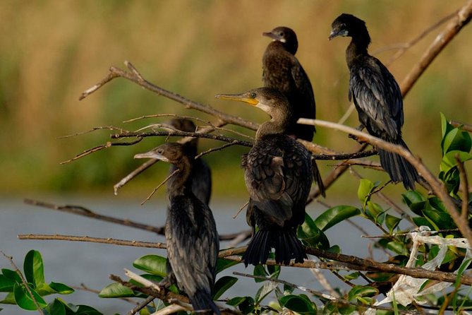 Muthurajawela Bird Watching Tour From Colombo & Negombo - What to Expect on the Tour