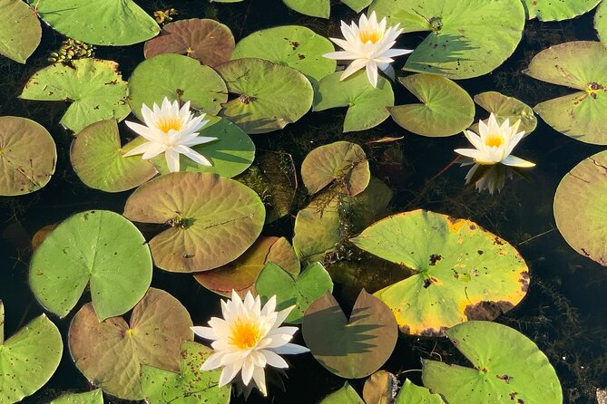 Mystical Private Kayak and Canoe Tours on Caddo Lake - Tour Details