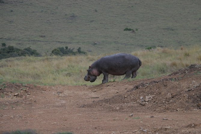 Nairobi National Park Tour - Wildlife Encounters