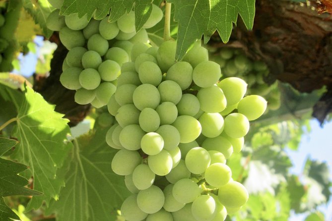 Napa & Sonoma Wine Tour Private Tours 8 to 10 Hours Max 14 Pax - Customizable Itinerary for Your Perfect Day