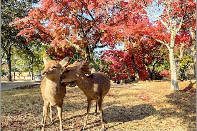 NARA and KYOTO 1 Day Bus Tour - Transportation and Accessibility