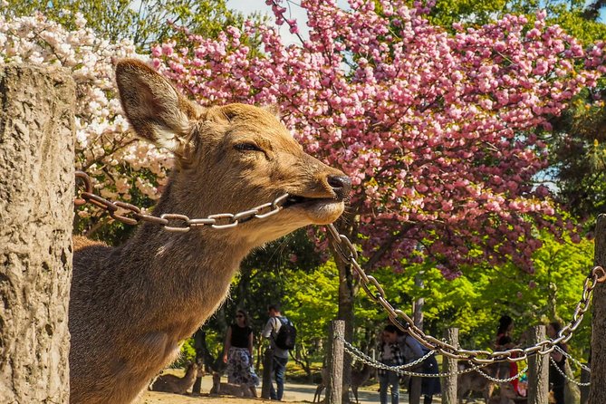 Nara Day Trip From Osaka With a Local: Private & Personalized - Highlights of the Day