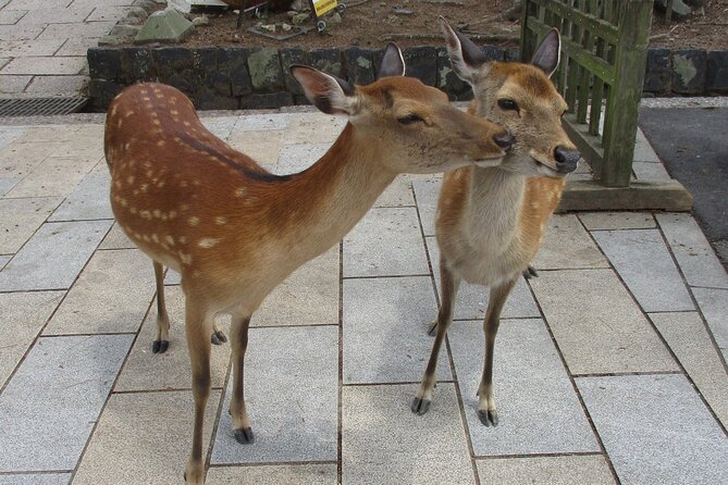Nara ENGLISH GUIDE, Giant Buddha, Deer Free in the Park - Exploring the Deer Park in Nara