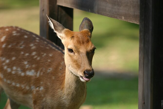 Nara Half Day Walking Tour - Todaiji Temple