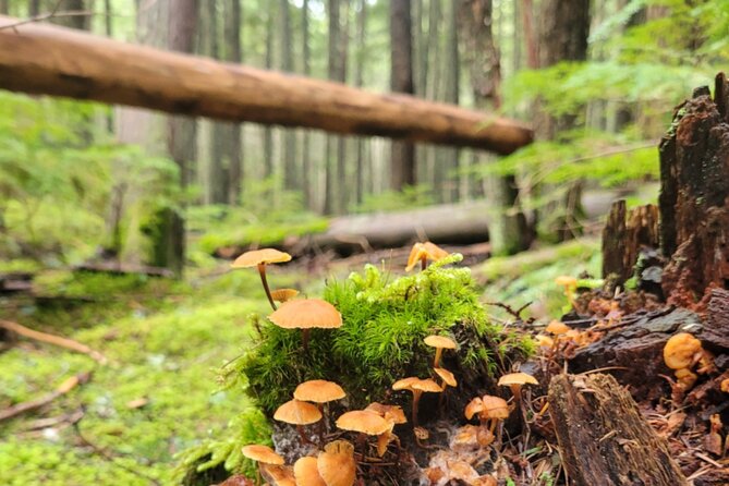 Nature Walk in Glacier National Park - Meeting Details