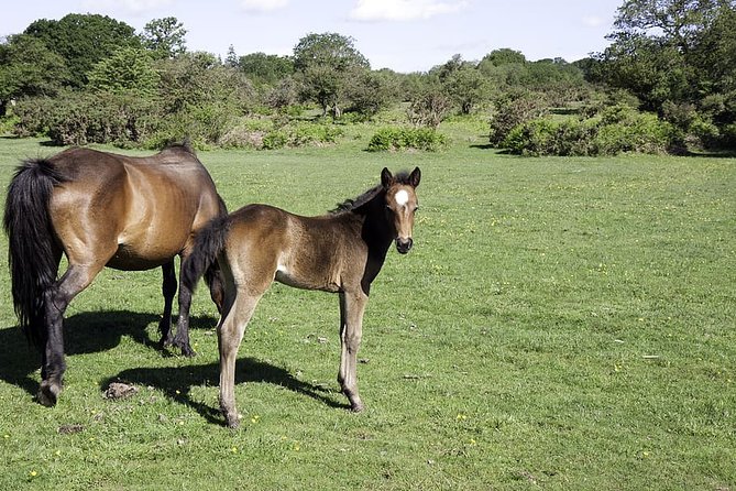 New Forest & Salisbury Day Tour From Southampton - Lyndhurst: A Charming Village in the Forest