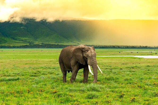 Ngorongoro Crater Day Trip - Inclusions and Exclusions