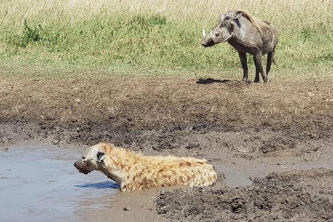 Ngorongoro Day Trip From Arusha / Kilimanjaro - Pickup Information