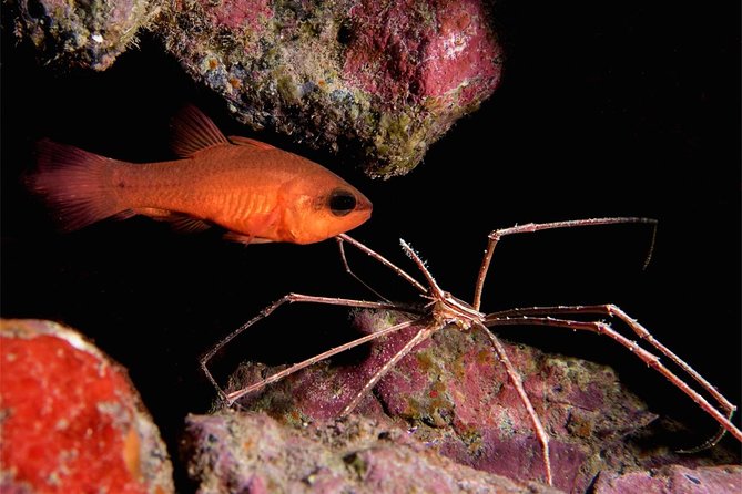 NIGHT DIVING - Dive Into the Darkness and Be Moved by Its Serenity ! - Sensory Awakening