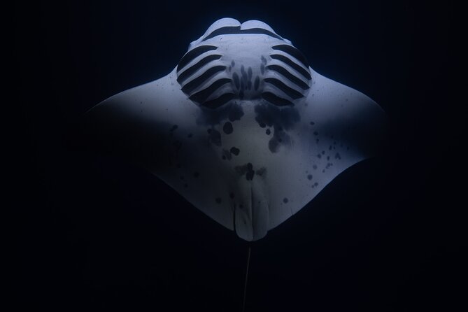Night Manta Ray Snorkel Review: Unforgettable Experience - Highlights of the Experience