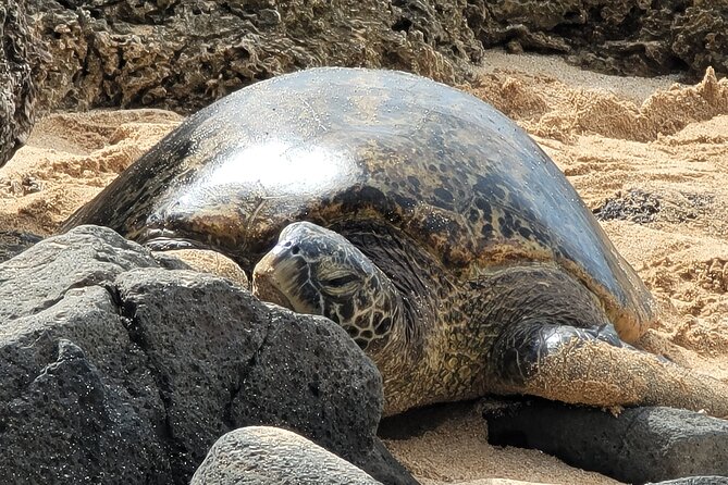 Oahu Fun Circle Island Tour With Pickup - Highlights of the Tour
