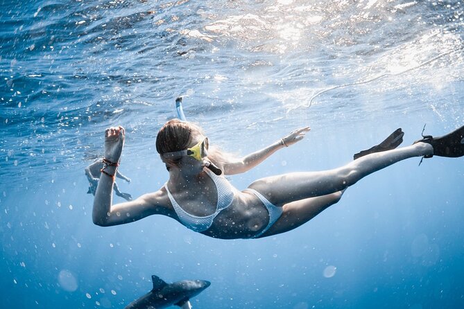 Oahu Open Water Shark Diving Experience - Inclusions and Logistics
