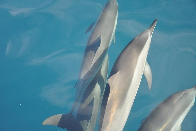 Ocean Swim With Dolphins - Inclusions and Amenities